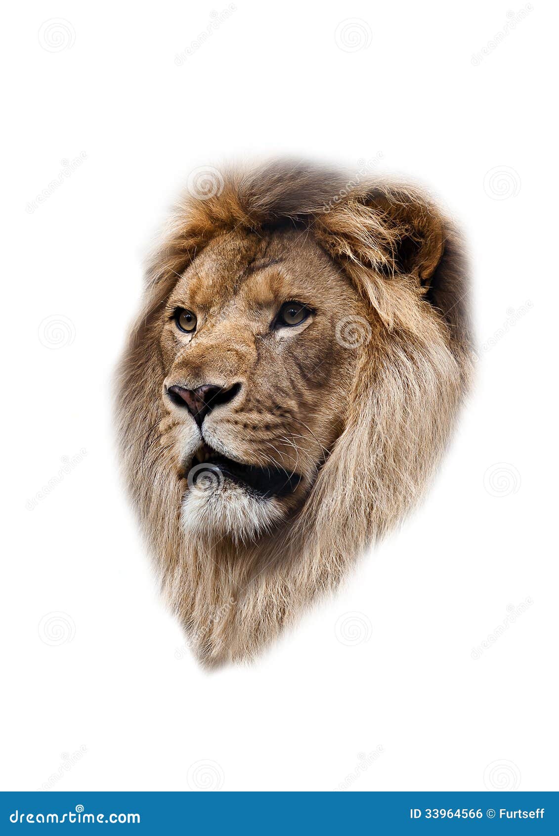 The Head Of A Lion Royalty Free Stock Image - Image: 33964566