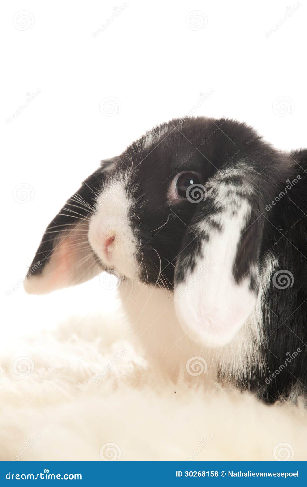 Rabbit Looking Straight into the Lens Stock Photo Image of alert, dutch 30268158