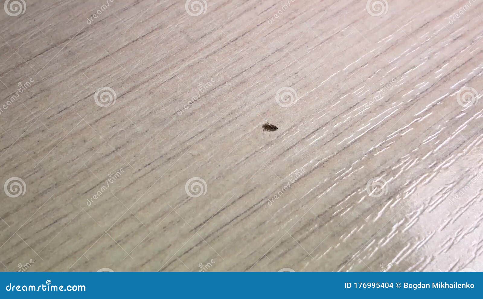 Head Lice are a Human Parasite Stock Footage Video of surface