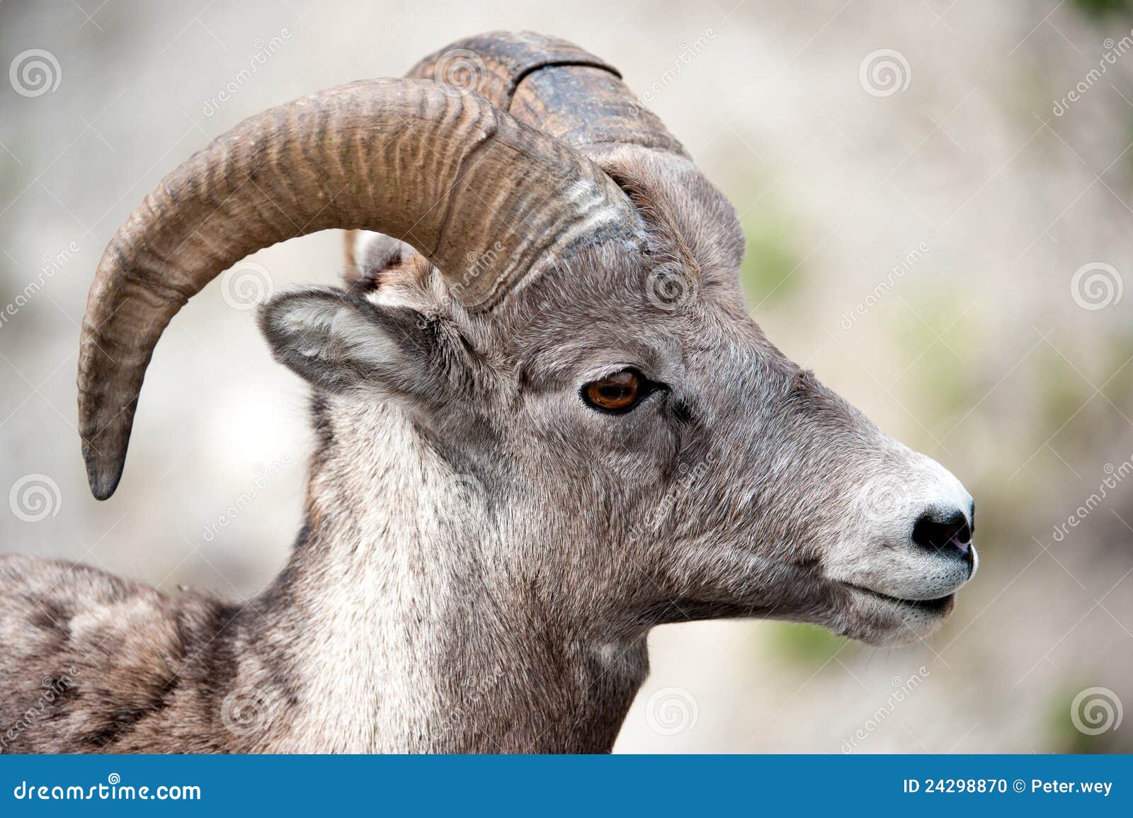 Head of male Bighorn Sheep stock photo. Image of sheep 24298870