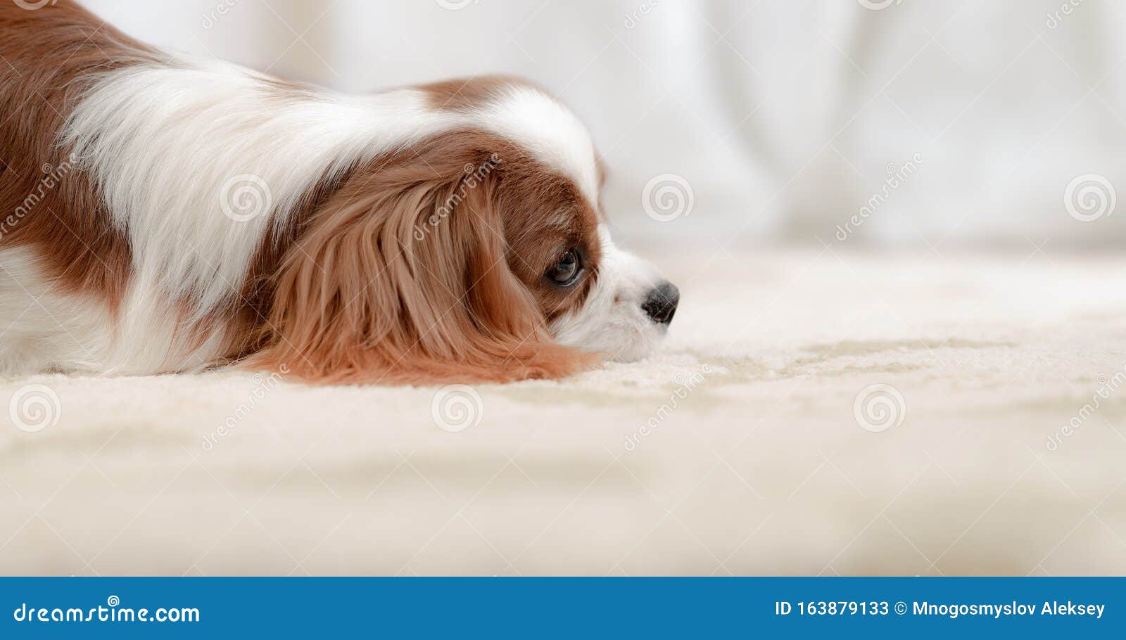 Head melancholy dog puppy stock image. Image of head 163879133