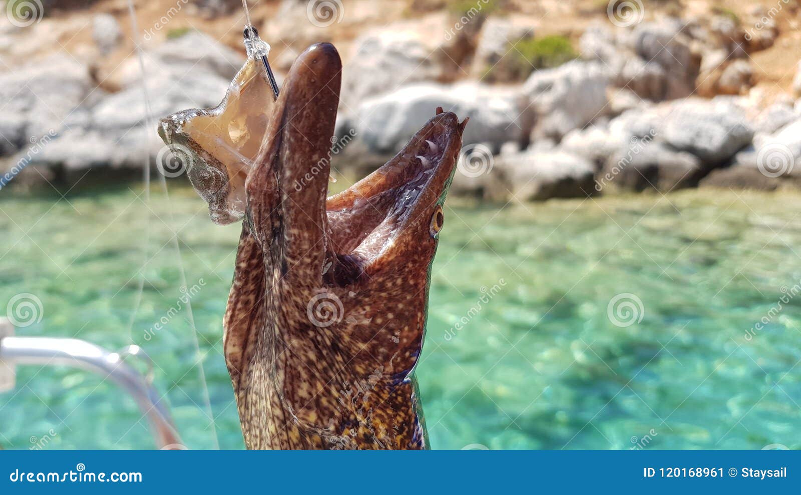 Head Moray Eels on a Fishing Hook. Stock Image - Image of fishery, catch:  120168961