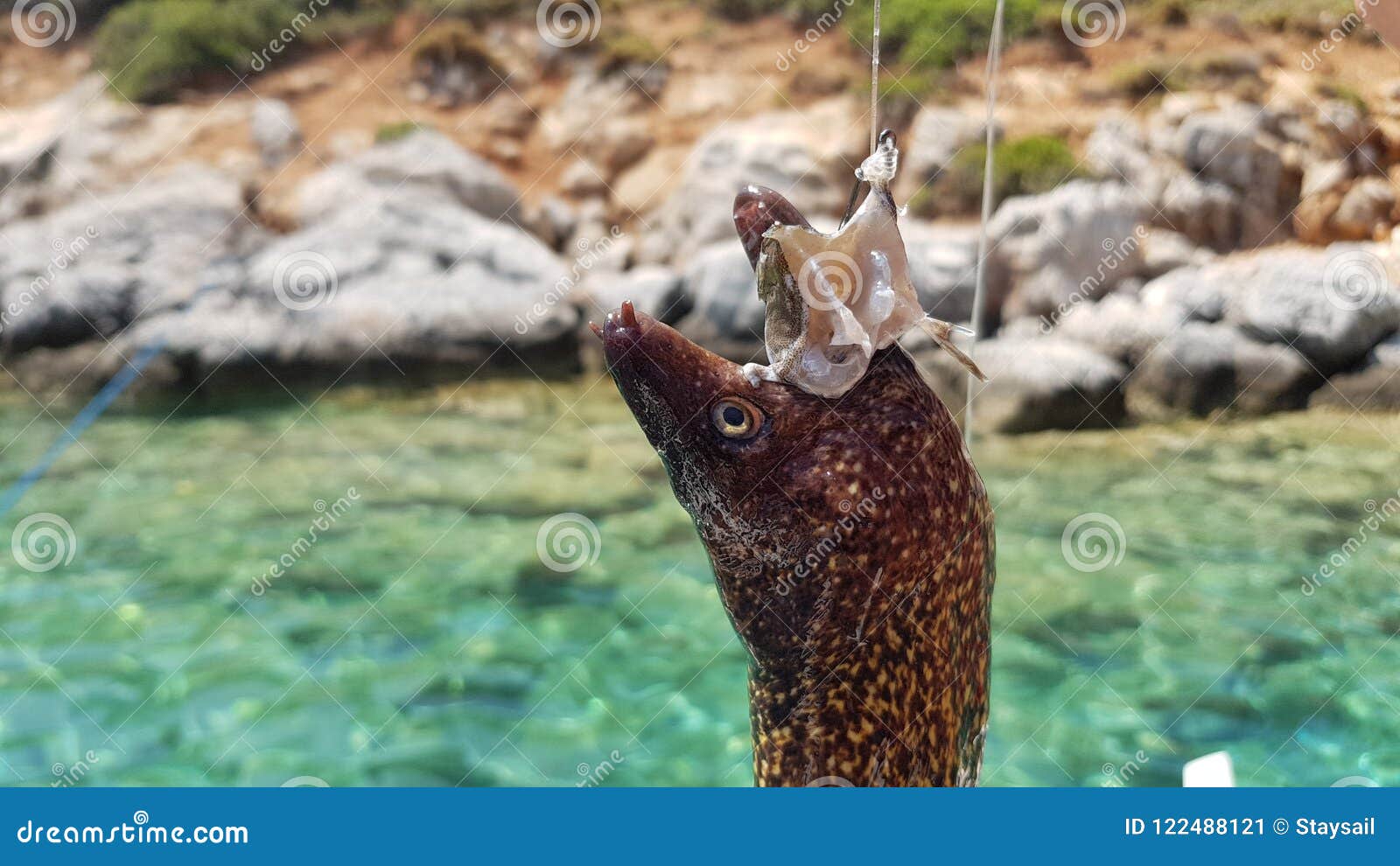 Head Moray Eels Hanging on the Hook of a Fisherman. Stock Image - Image of  caught, fishing: 122488121