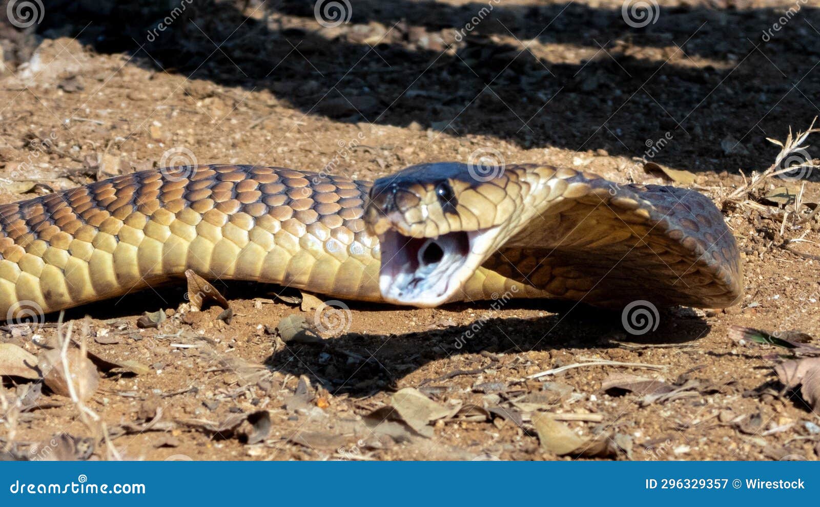 cobra mouth open - Google zoeken