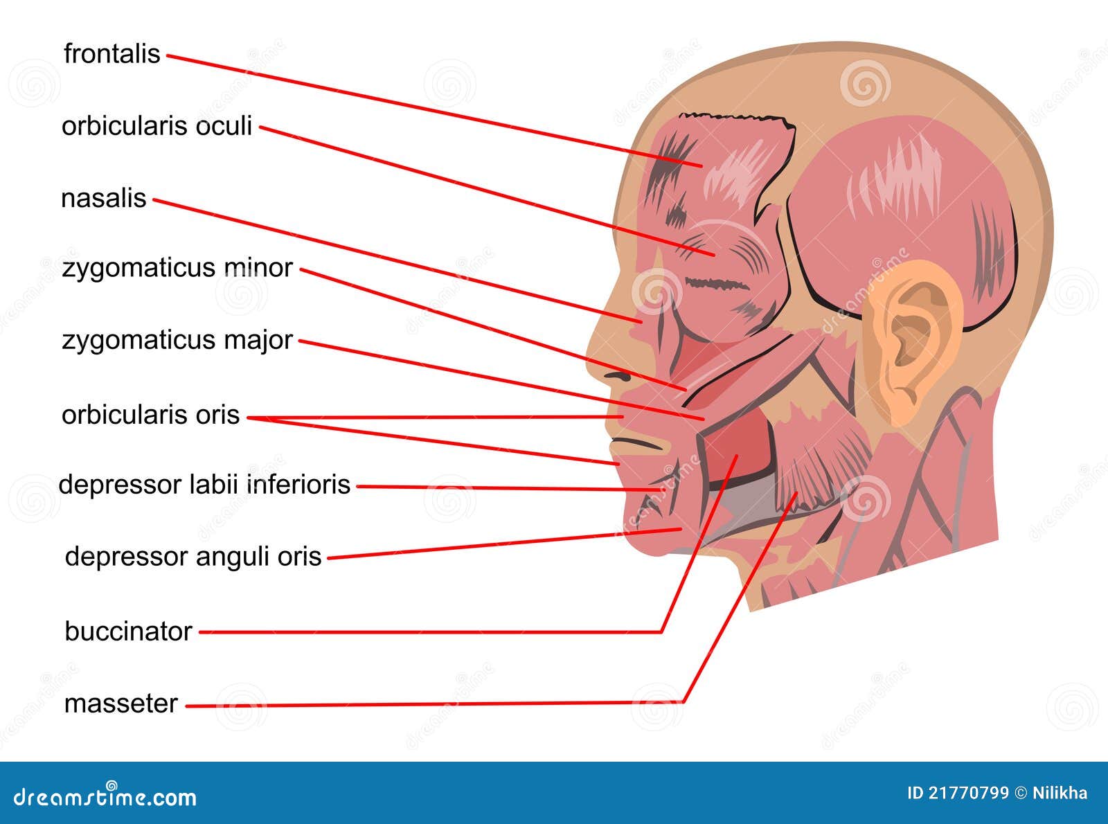 Head muscles stock illustration. Illustration of human - 21770799
