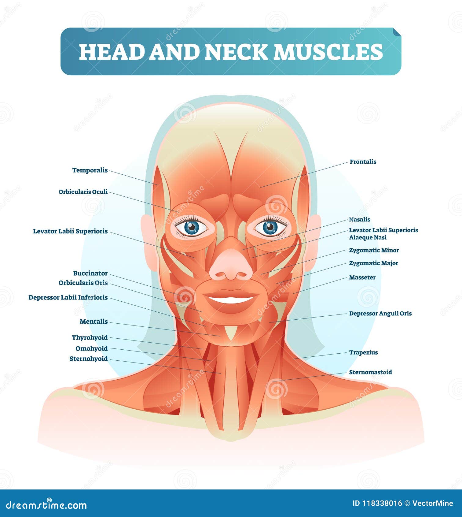 Head And Neck Muscles Labeled Anatomical Diagram Facial Vector Illustration With Female Face Health Care Educational Information Stock Vector Illustration Of Movement Adult 118338016