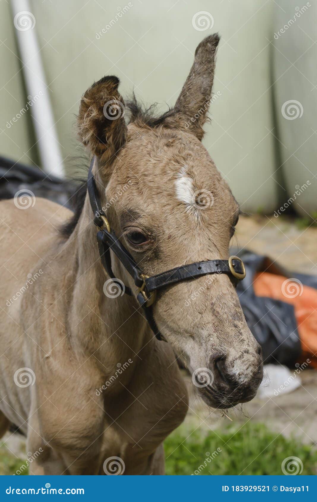 yellow dun horse