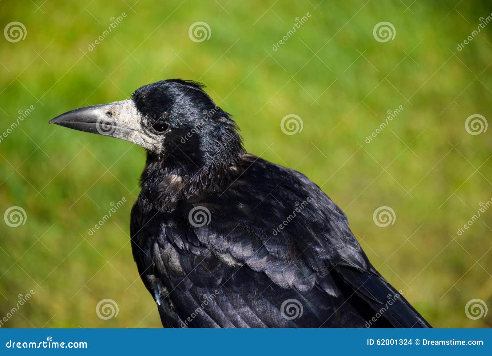 Head of an old crow stock photo. Image of corvus, looking 62001324