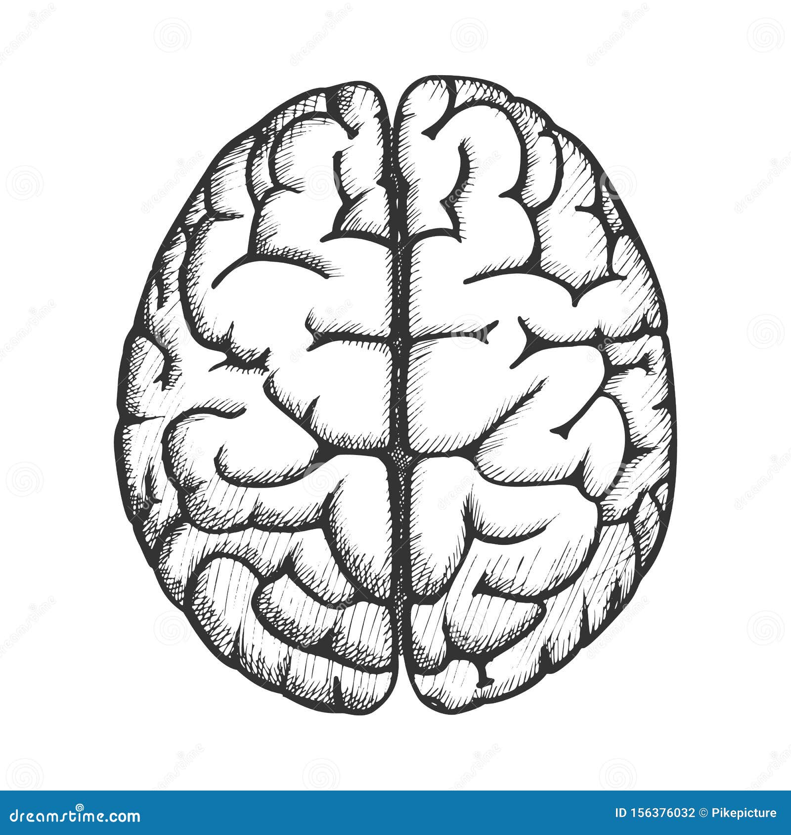Head Organ Human Brain Top View Vintage Vector Stock Vector ...