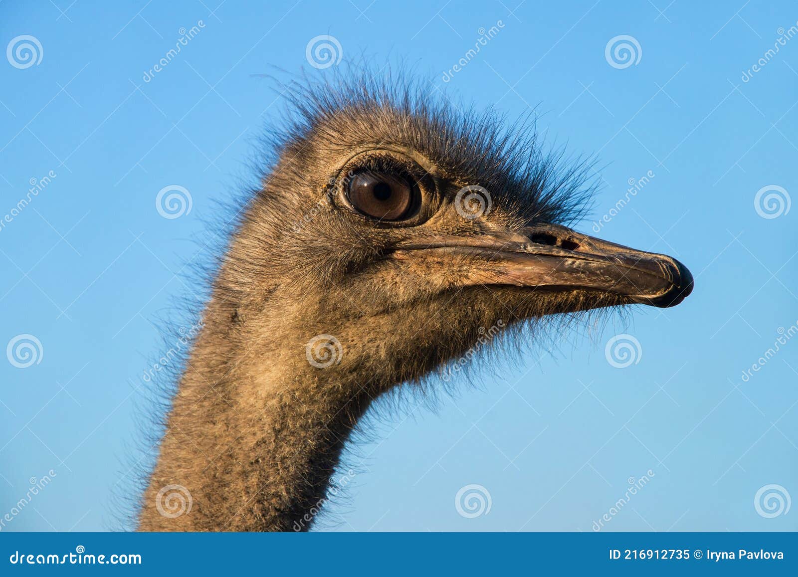 The Head of an Ostrich. Bird`s Eye Close-up. Breeding and Conservation of  Exotic Animals and Birds Stock Image - Image of background, beak: 216912735