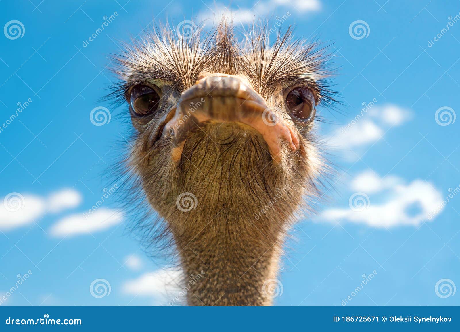 6,945 Ostrich Funny Stock Photos - Free & Royalty-Free Stock Photos from  Dreamstime