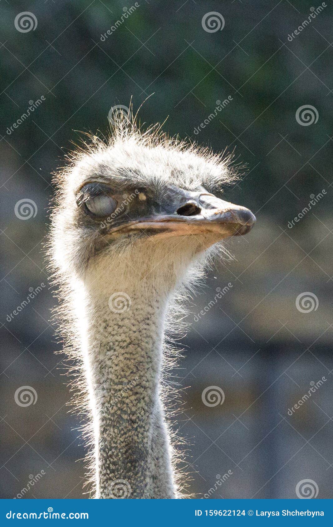 how the ostrich blinks