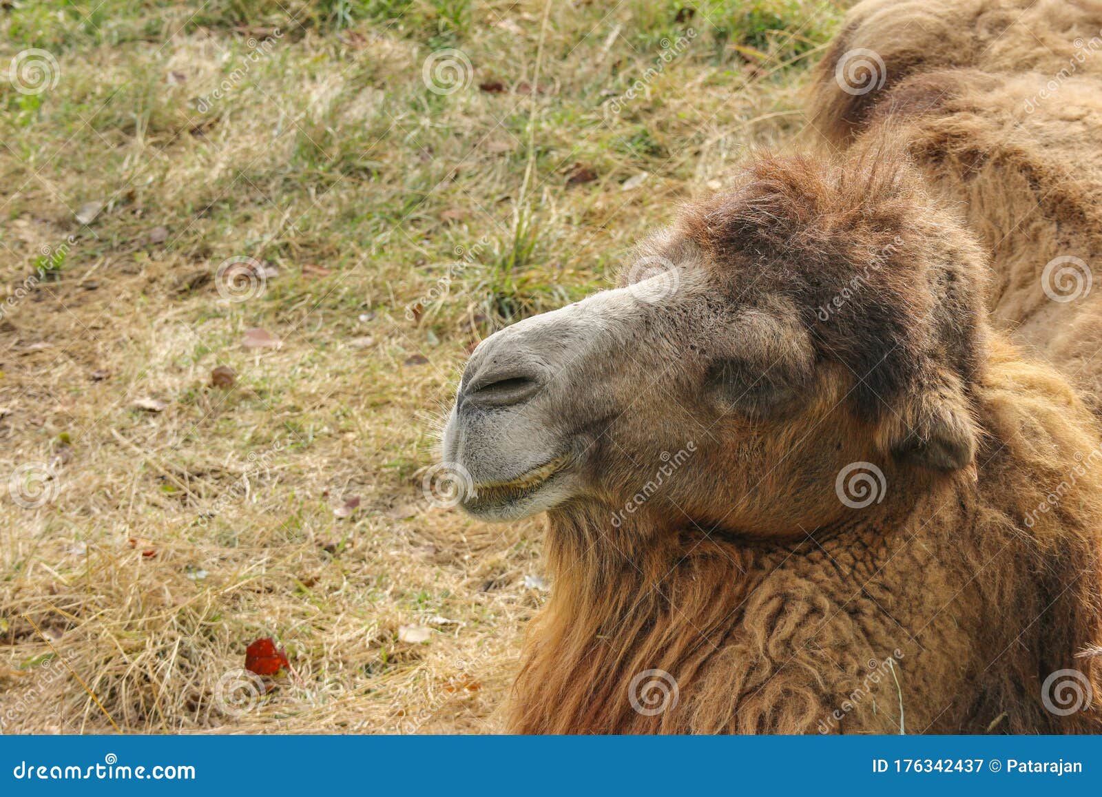 Head Part of Sitting Furry Camel on Grass Land. Stock Image - Image of sahara, life: 176342437 Head Part of Sitting Furry Camel on Grass Land. Stock Image - Image of sahara, life: 176342437