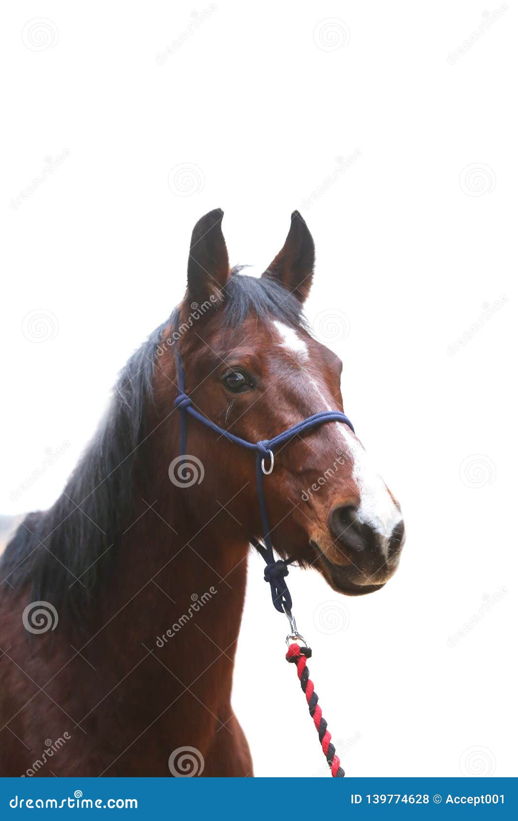 Bay Horse Standing Isolated White Background Stock Photo by ©kwadrat70  206585414