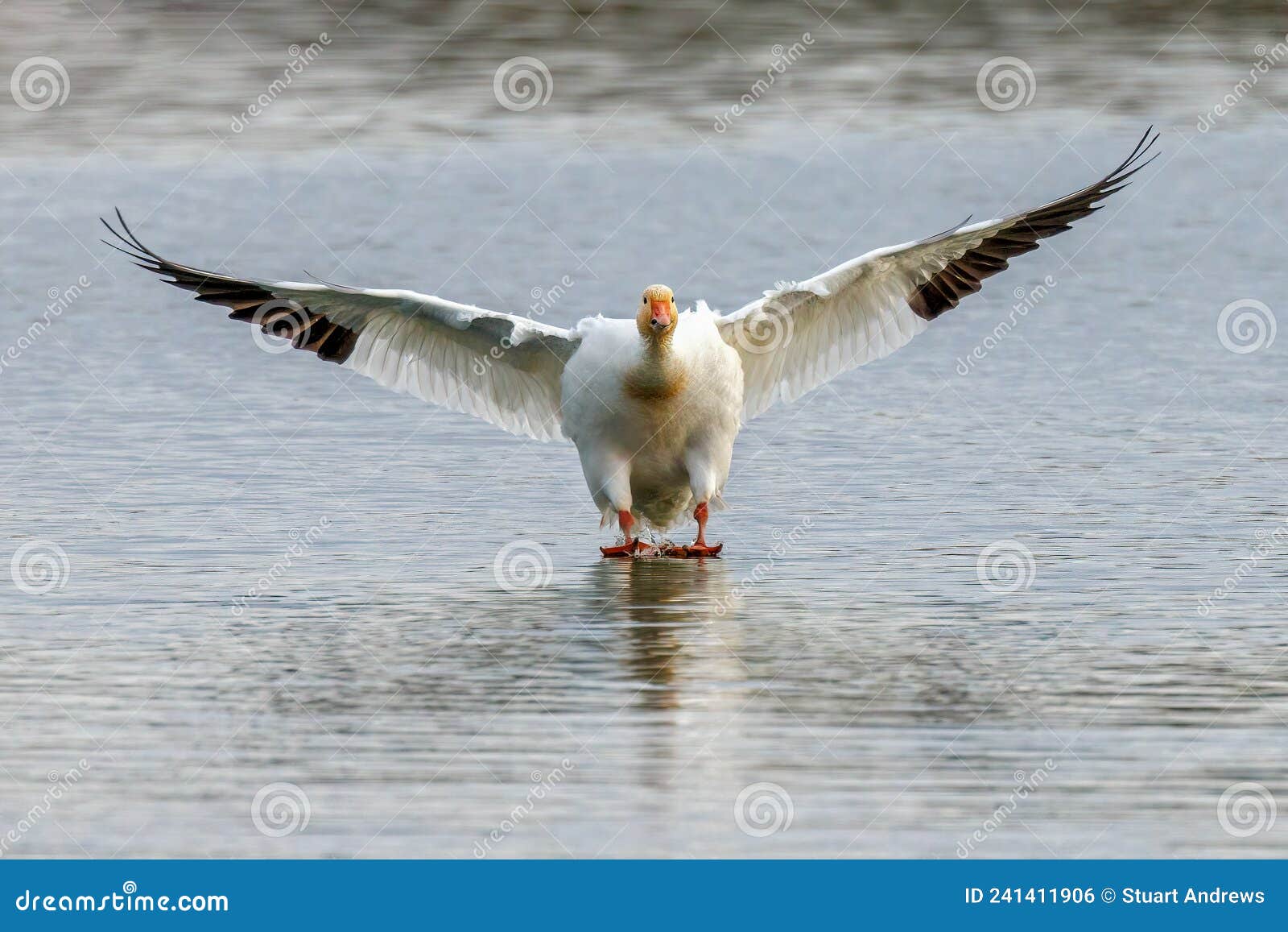 snow goose - anser caerulescens landing on water.