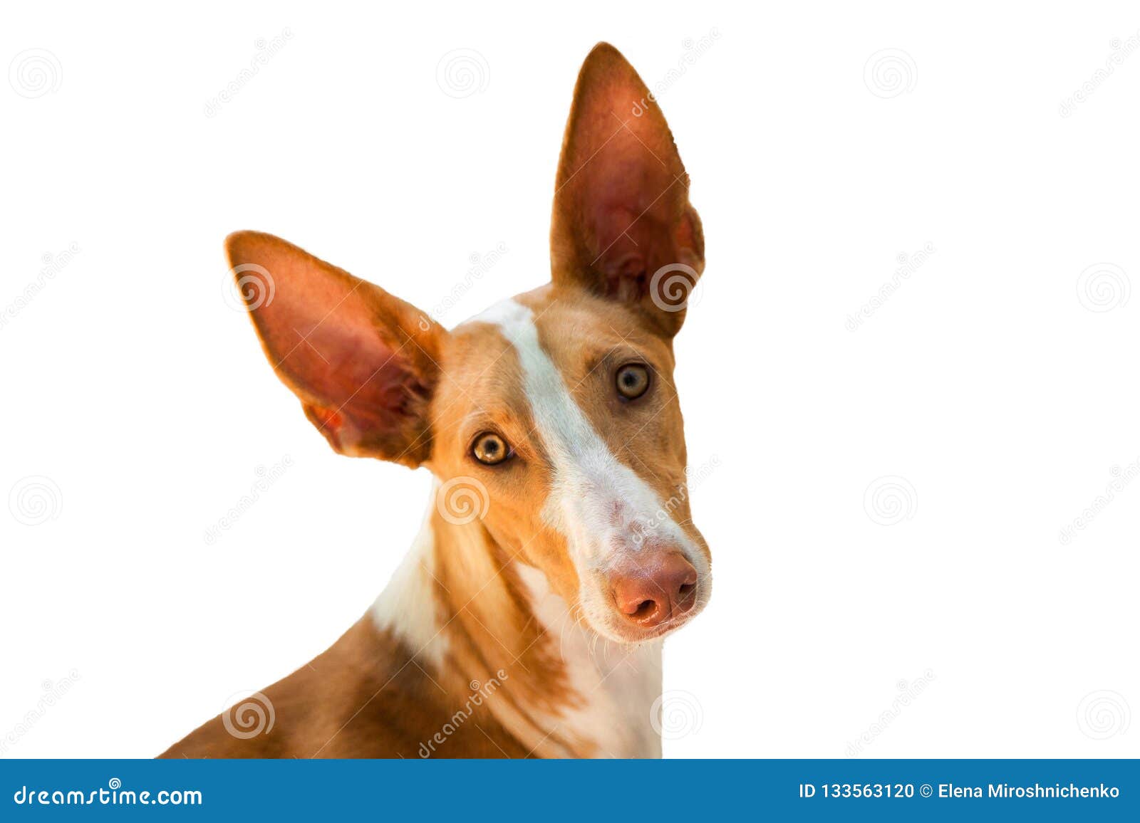 head of podenco canario portugues breed dog