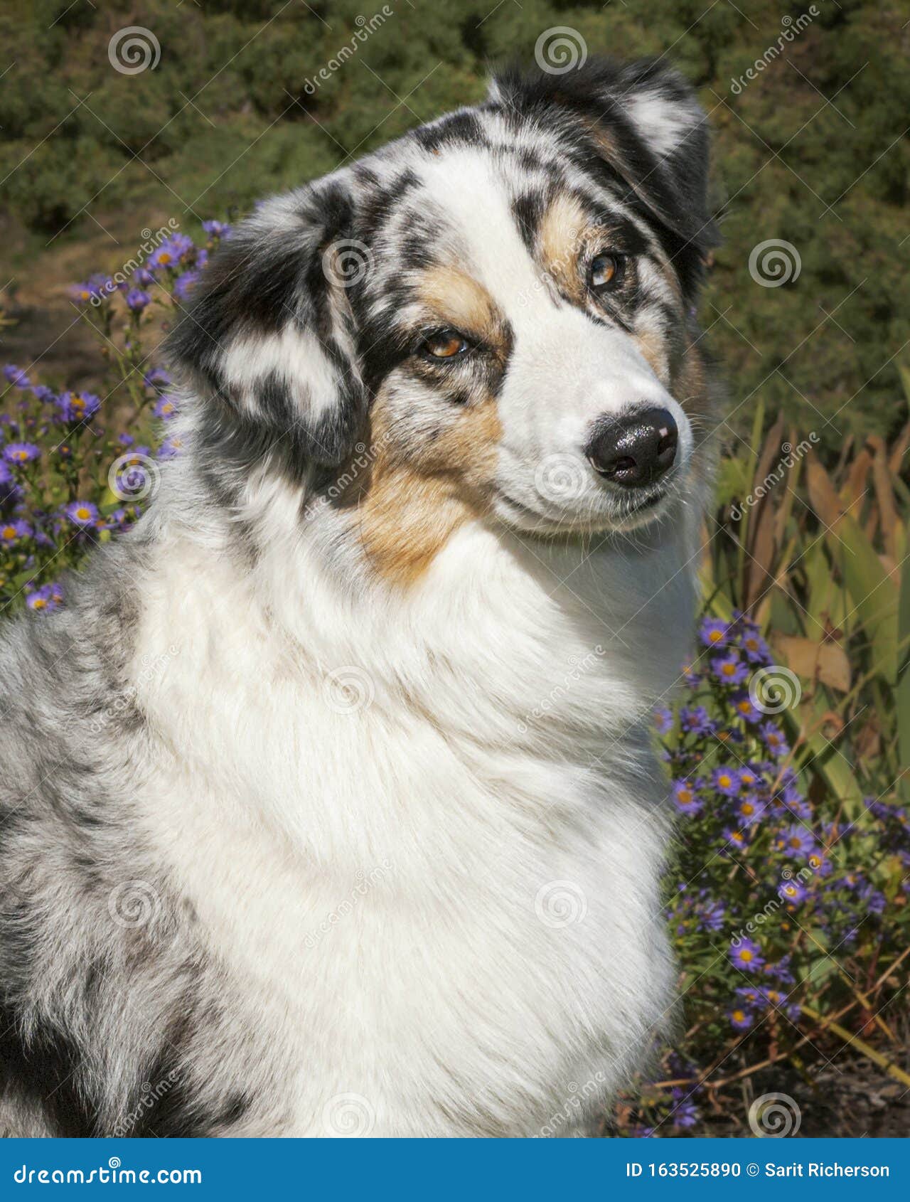 Head Portrait of a Blue Merle Australian Shepherd Stock Photo - Image ...