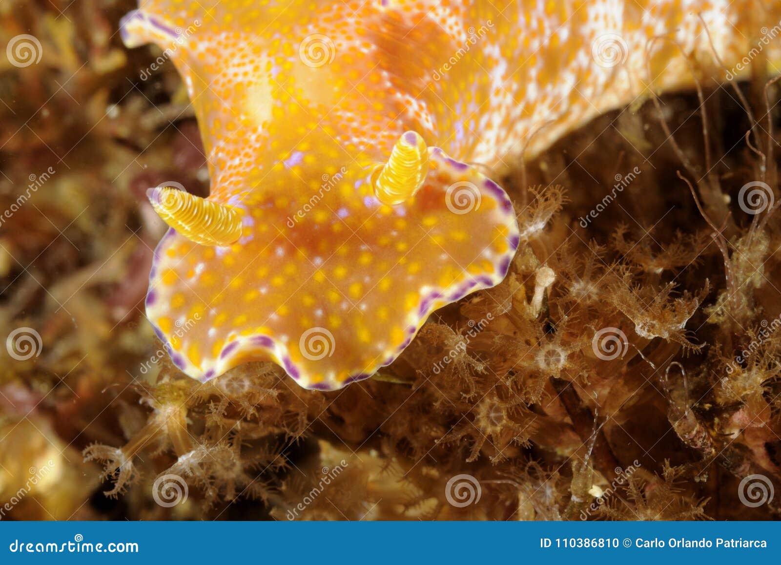 head portrait of a nudibranch ceratosoma tenue. malapascua, philippines