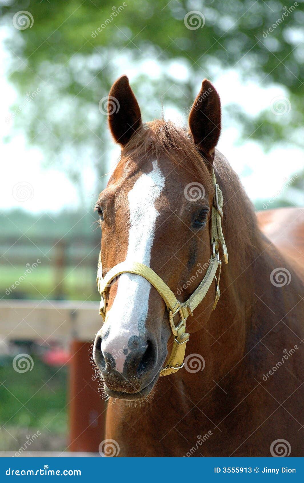 Head of quarter horse stock image. Image of field, grass 3555913