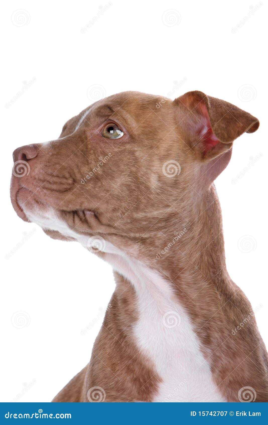 Head Of Red Nose Pitbull Pupp Stock Image - Image of ...