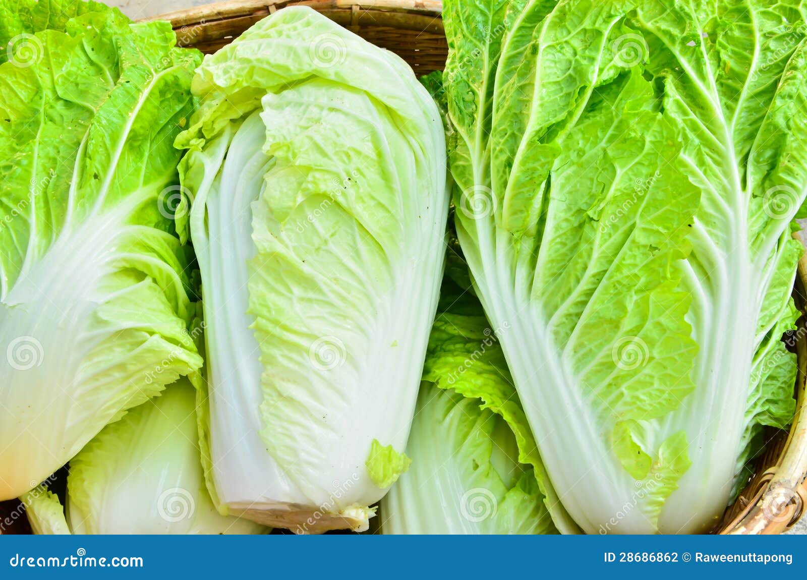 A head of romaine lettuce stock photo. Image of background 28686862
