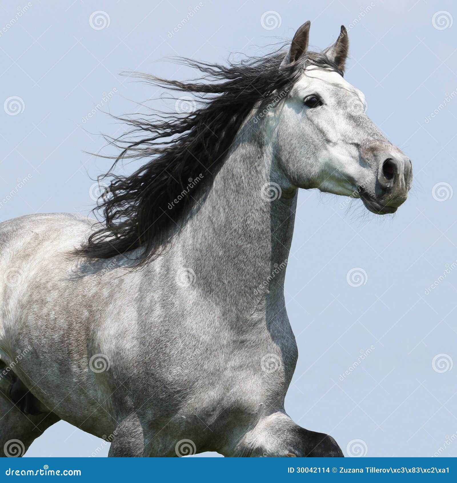 carthusian horse  on blue background
