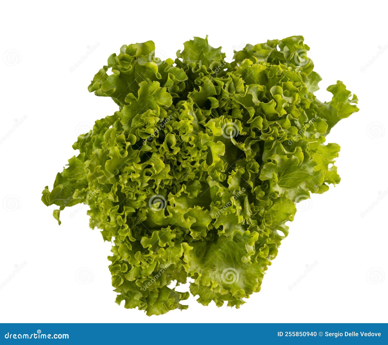 Head of salad stock photo. Image of agriculture, color 255850940