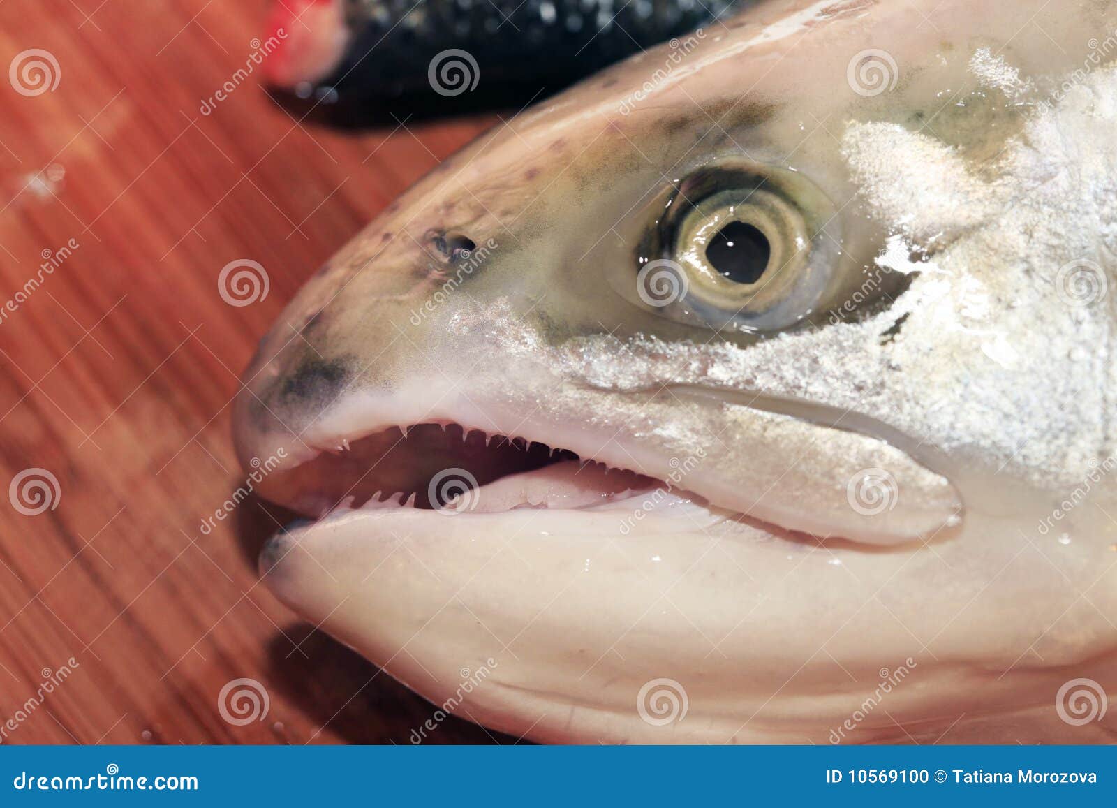 Head of a salmon stock photo. Image of protein, edible 10569100
