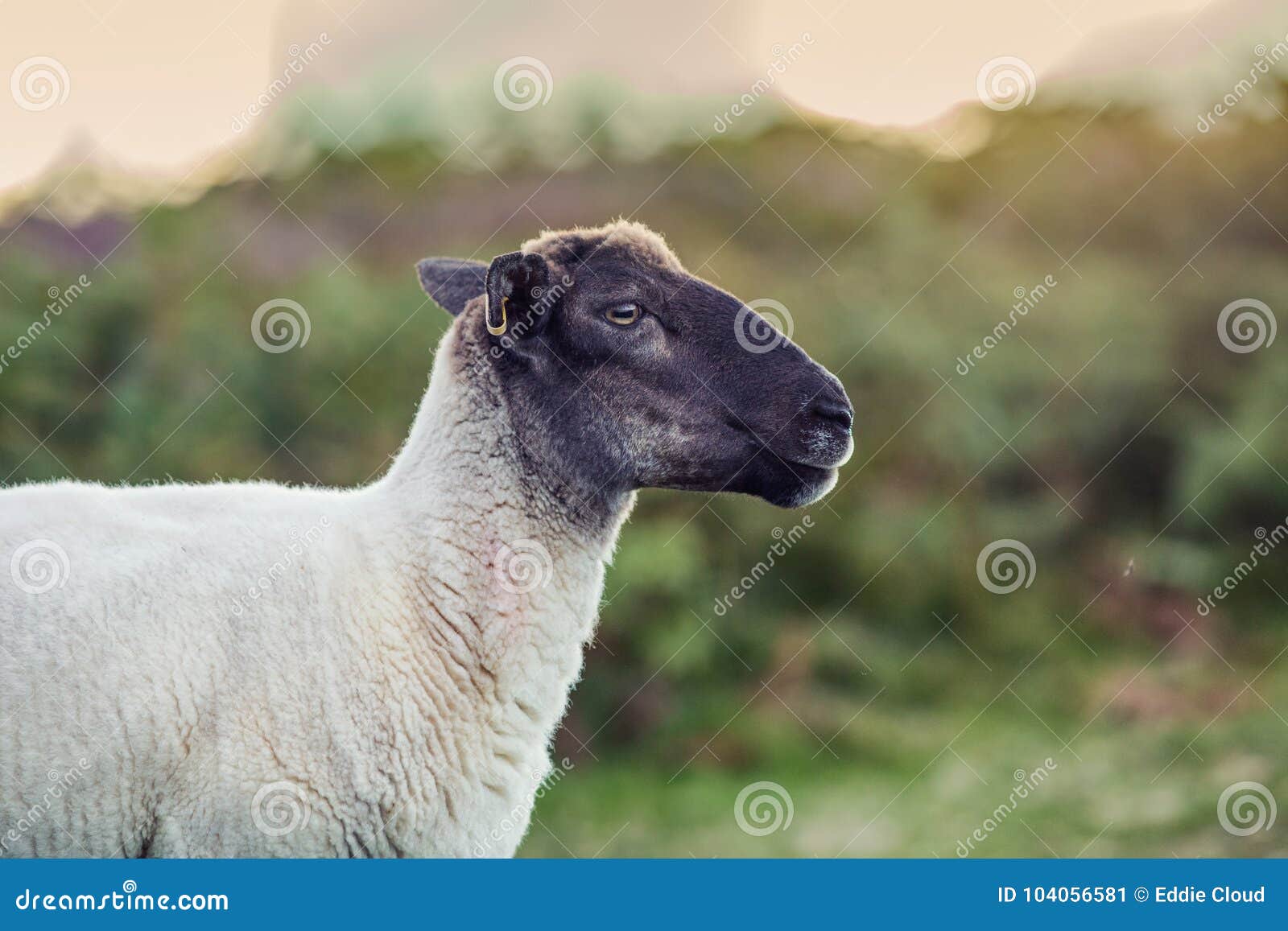 black head sheep on blurry green background