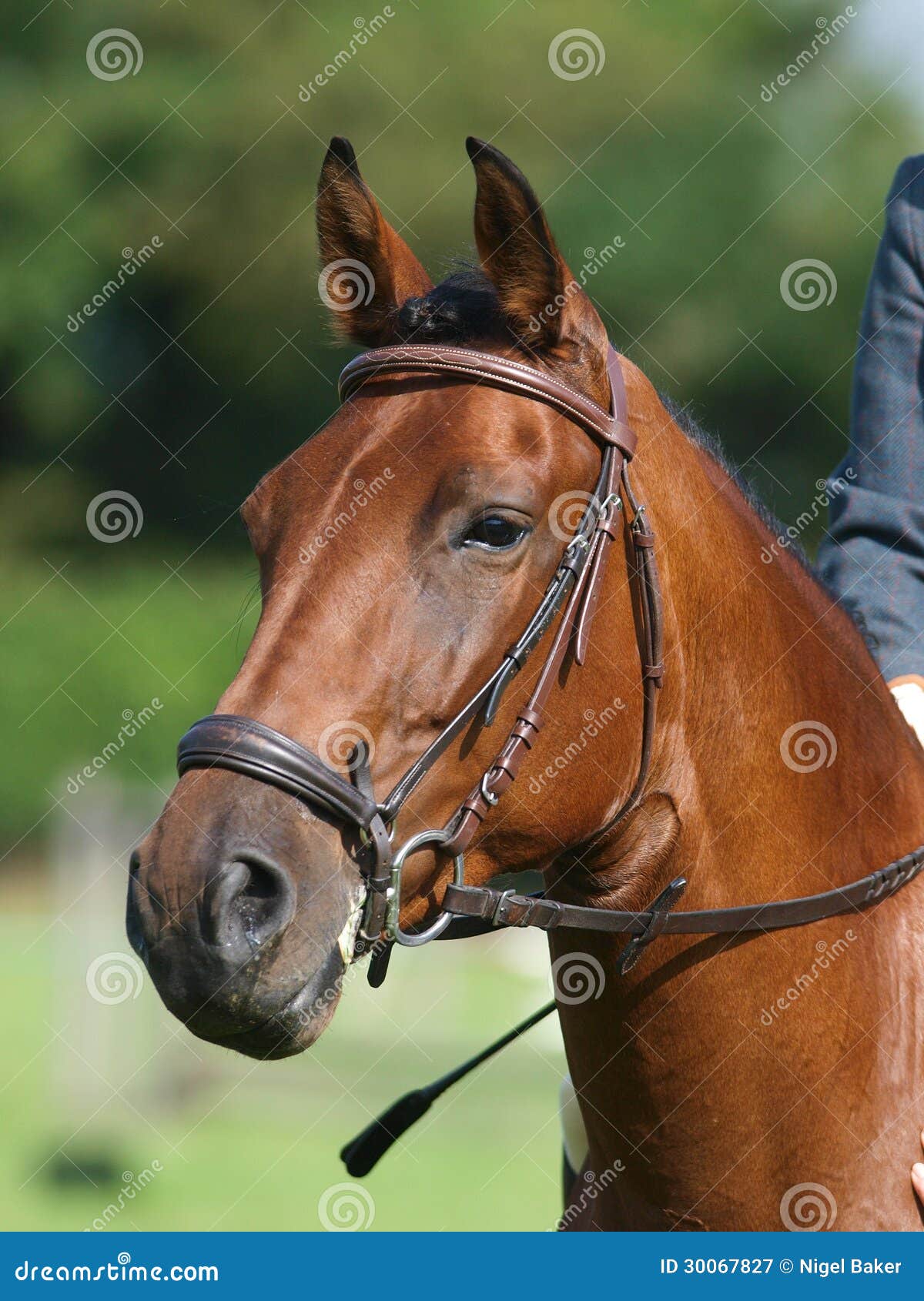Horse Headshot in Bridle stock image. Image of head, animal 30067827