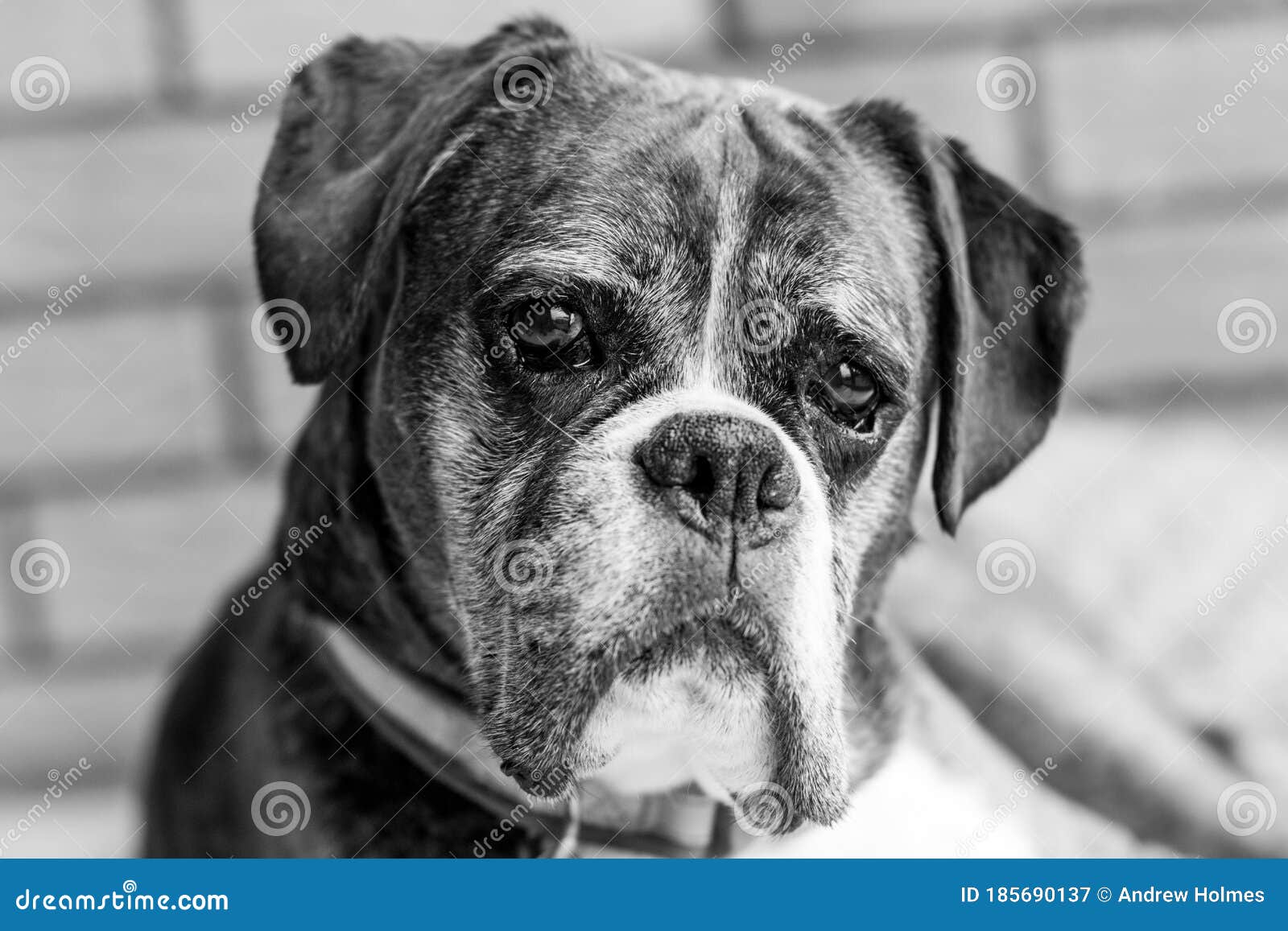 Boxer Dog in Black and White Stock Image - Image of black, camera: 185690137 Boxer Dog In Black And White Stock Image - Image Of Black, Camera: 185690137