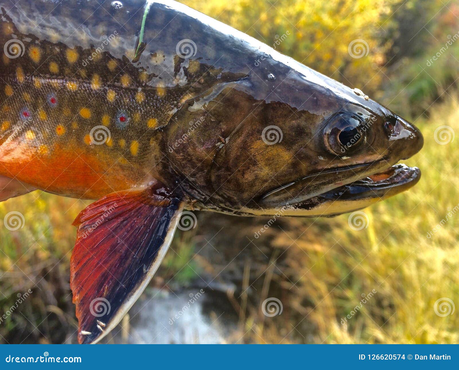 Head Shot Of A Brightly Colored Brook Trout Stock Photo - Image of