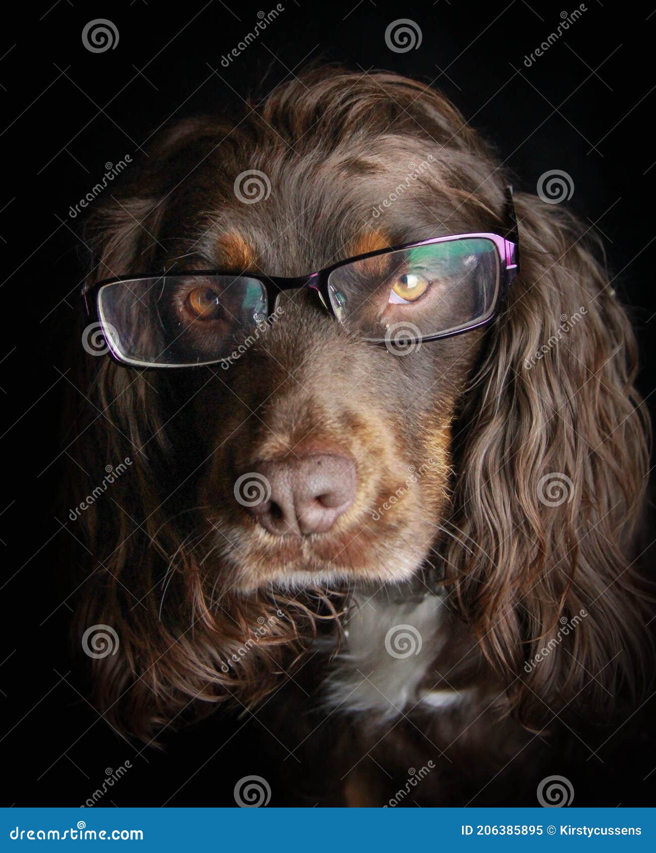 head shot of brown spaniel wearing glasses or spectaces against a black background