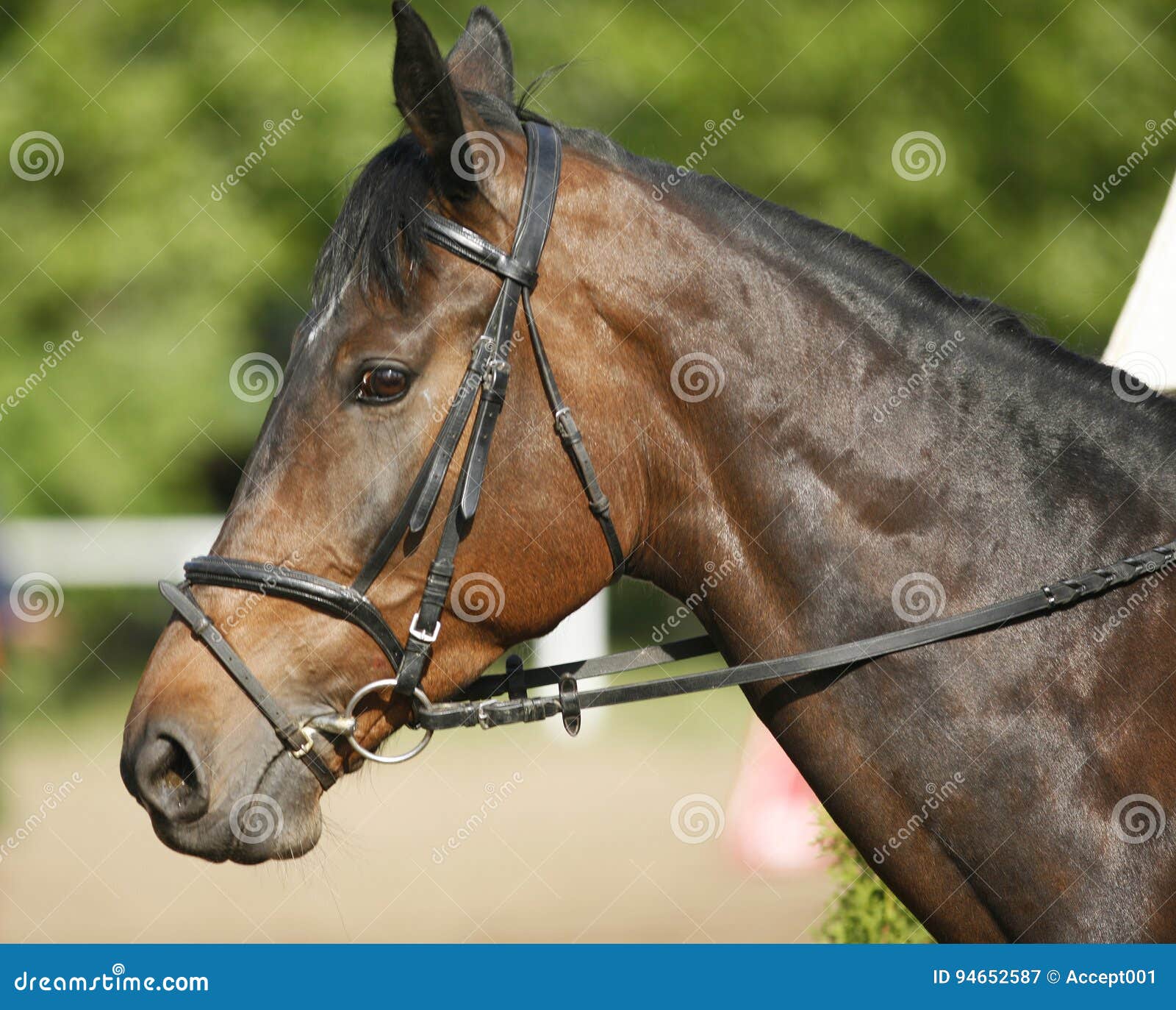 horse face side view