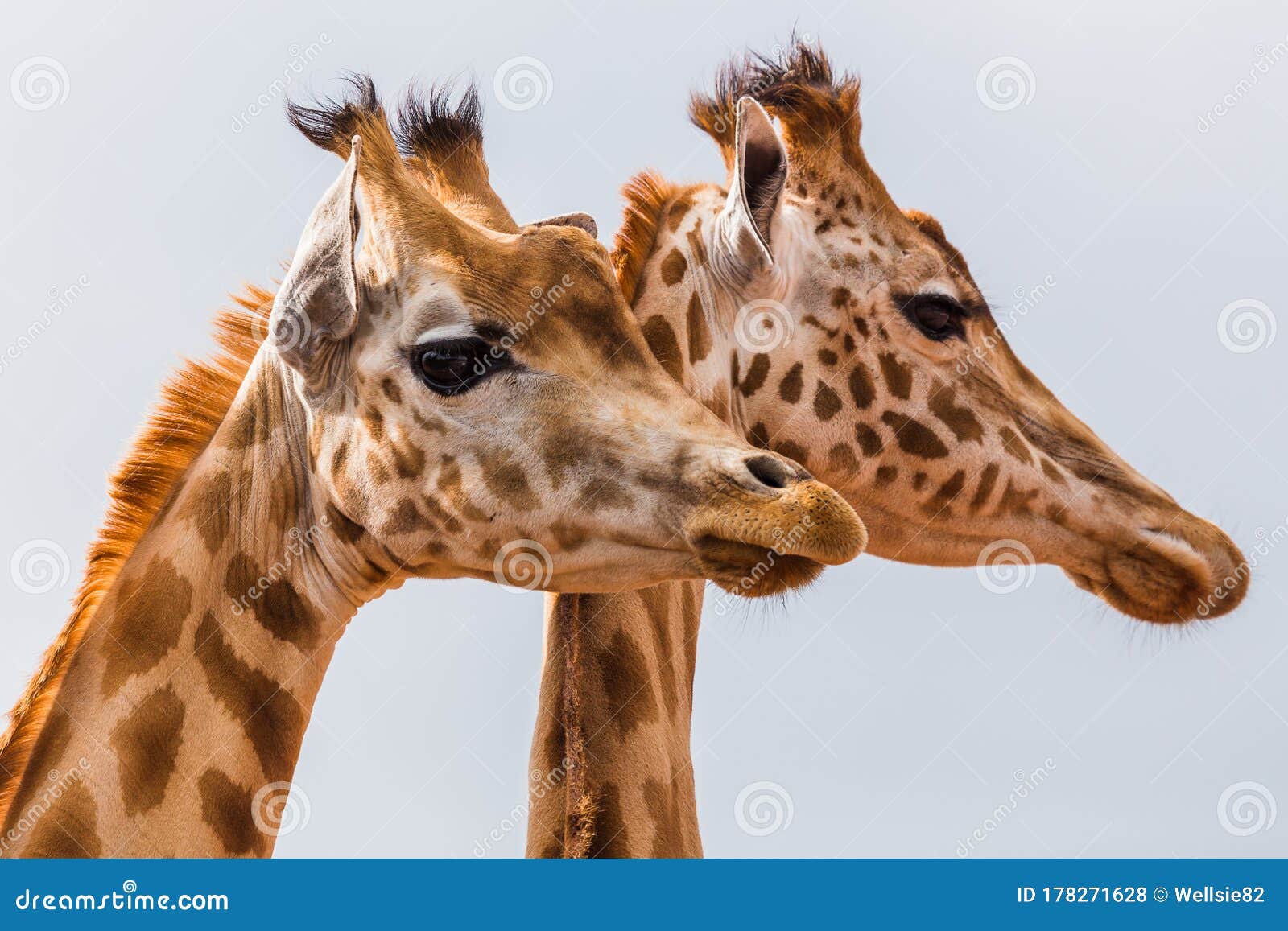 West African Giraffe