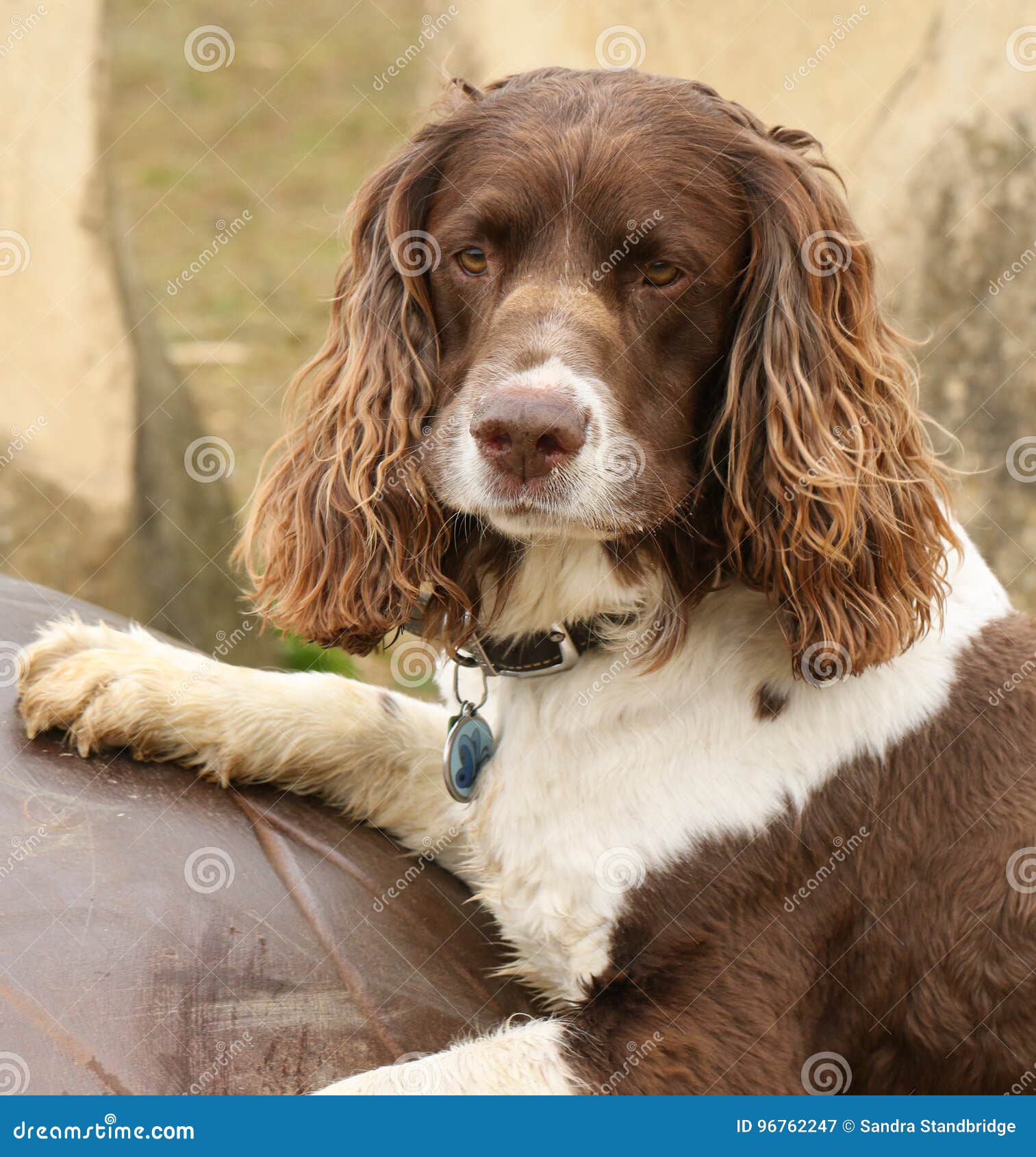 springer spaniel ornament