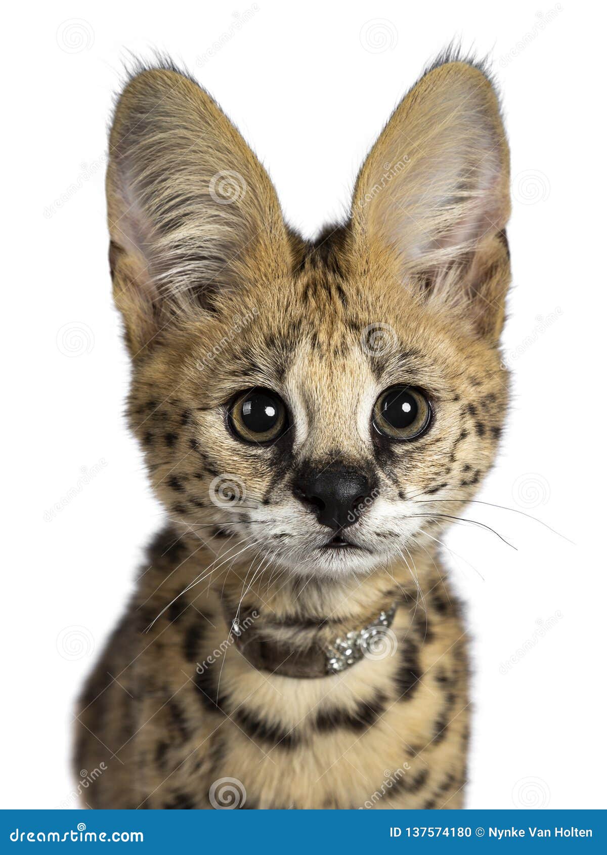 serval cat kitten