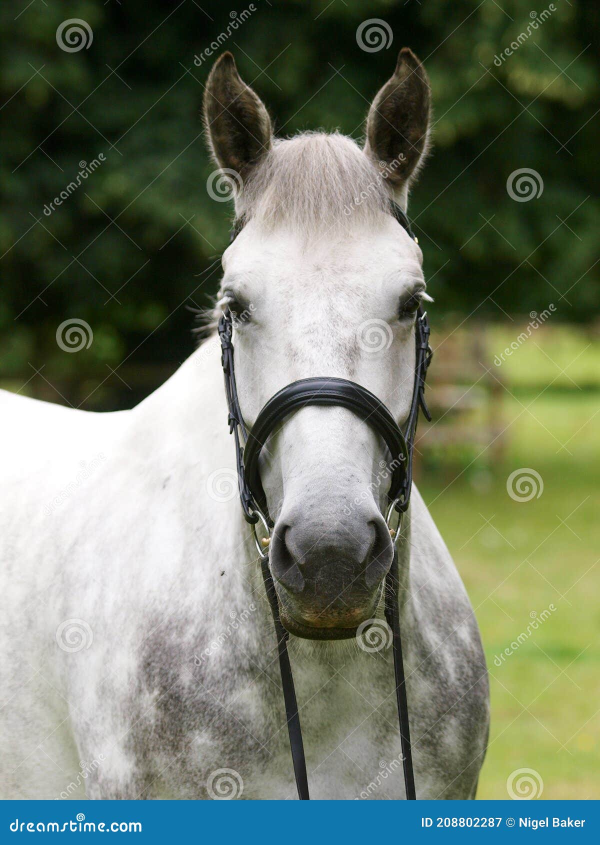 Grey Horse Headshot stock image. Image of horse, outside 208802287