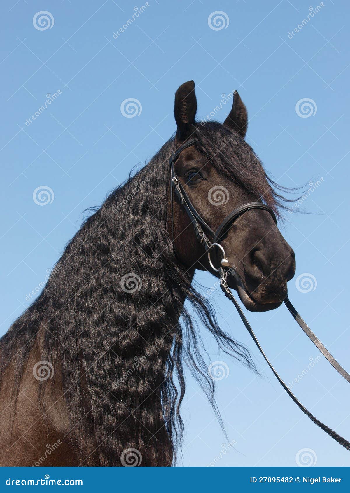 Head Of A Friesian Horse With Halter. RoyaltyFree Stock Image