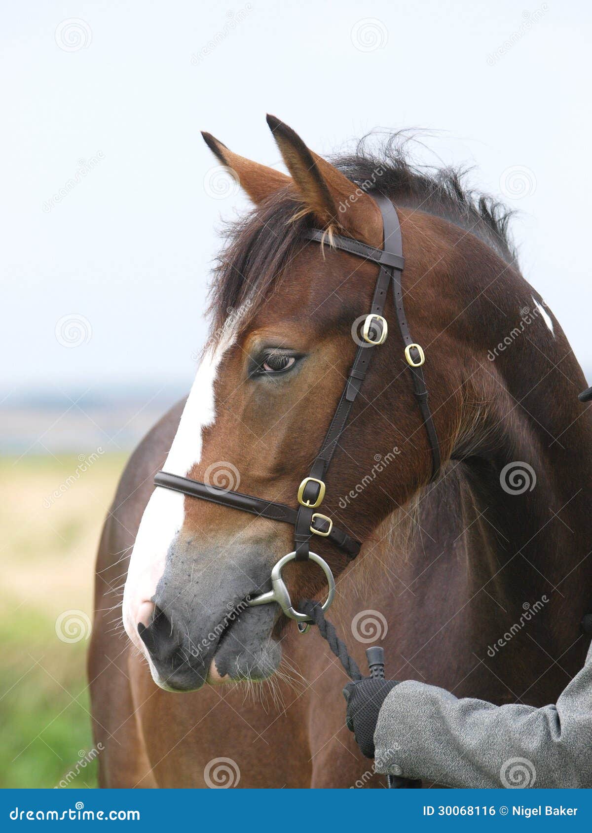 Horse Headshot in Bridle stock photo. Image of snaffle 30068116