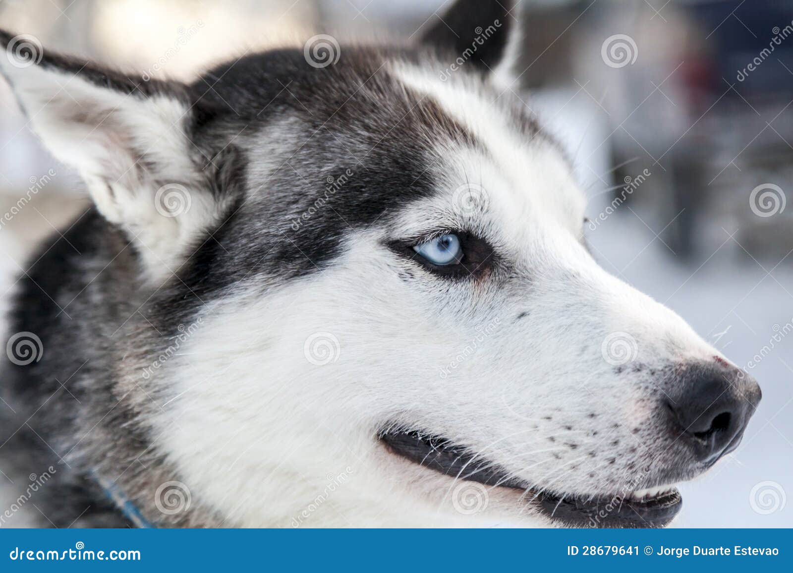 head shot of a husky dog in lapland, finland