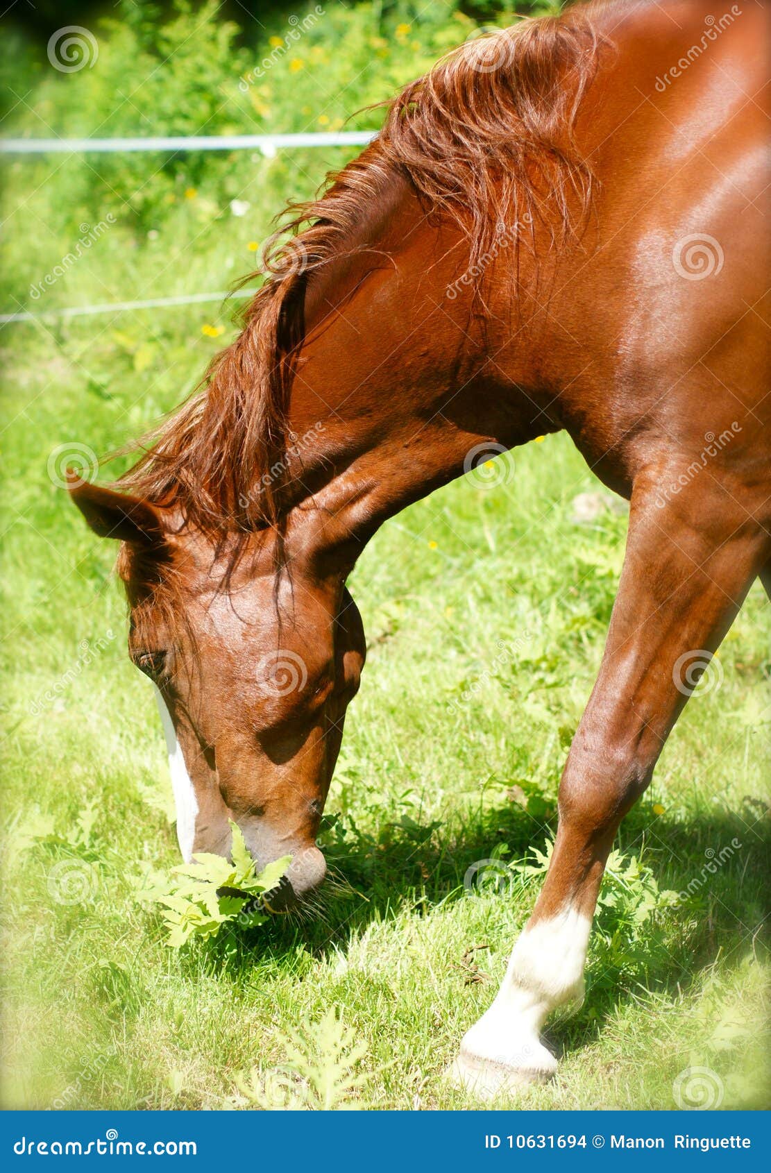 Head Shot Kentucky Mountain Horse Stock Photo Image of grazing, field