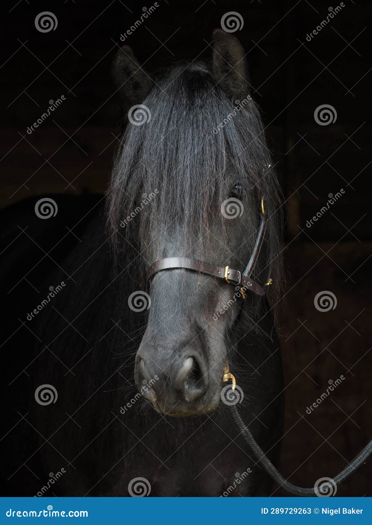 rare breed dales pony head shot
