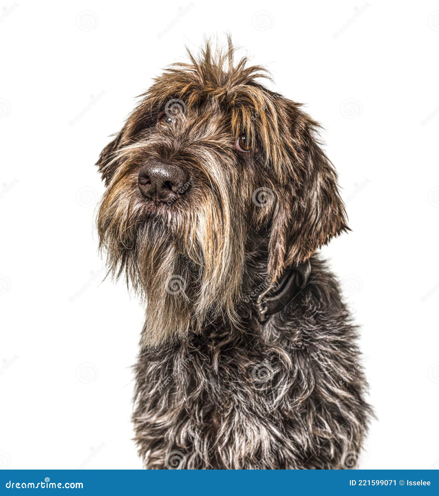 head shot of a shaggy dog, korthals griffon, 