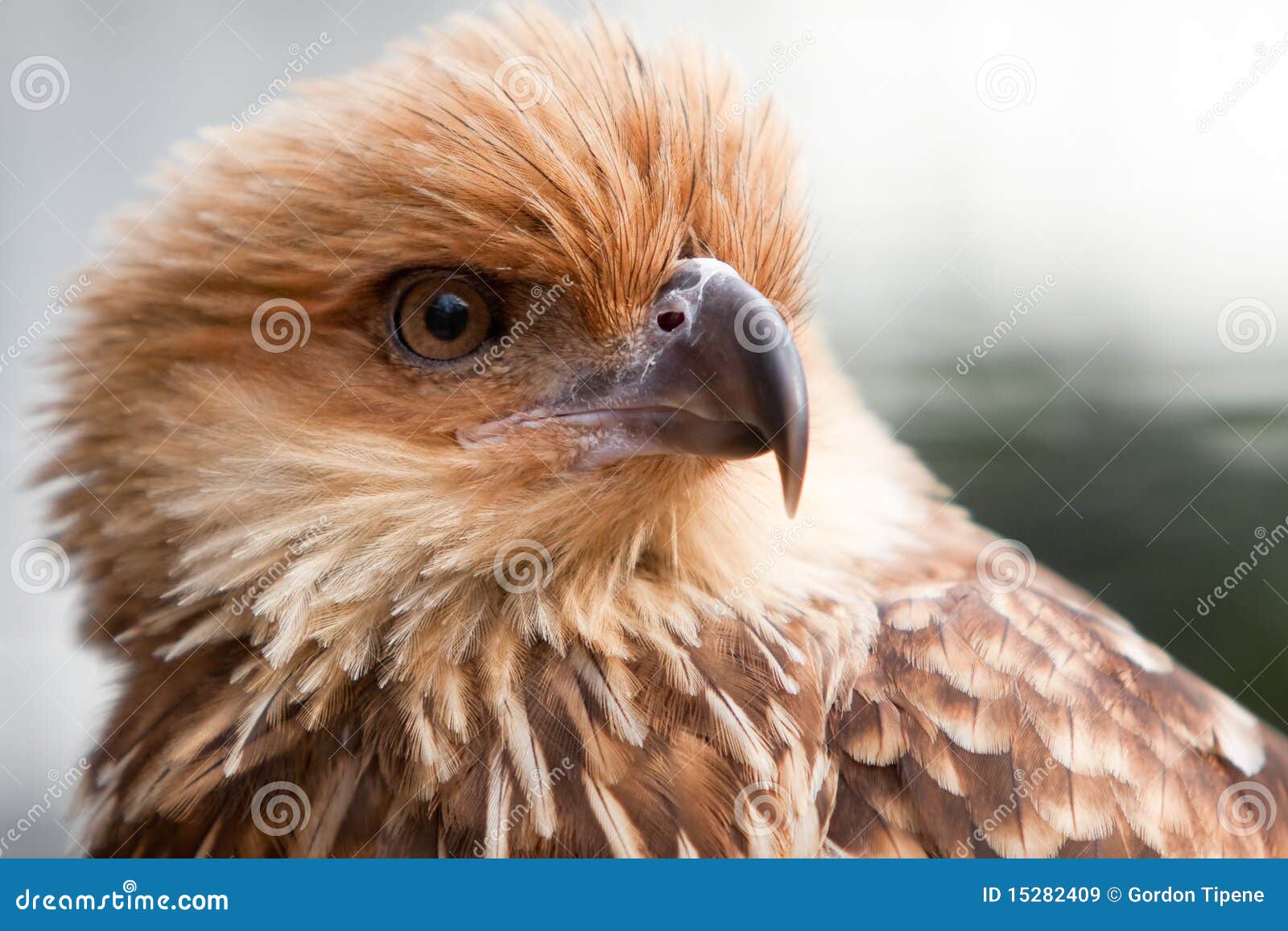 Head Shot of Whistling Kite Raptor Bird. Stock Image Image of