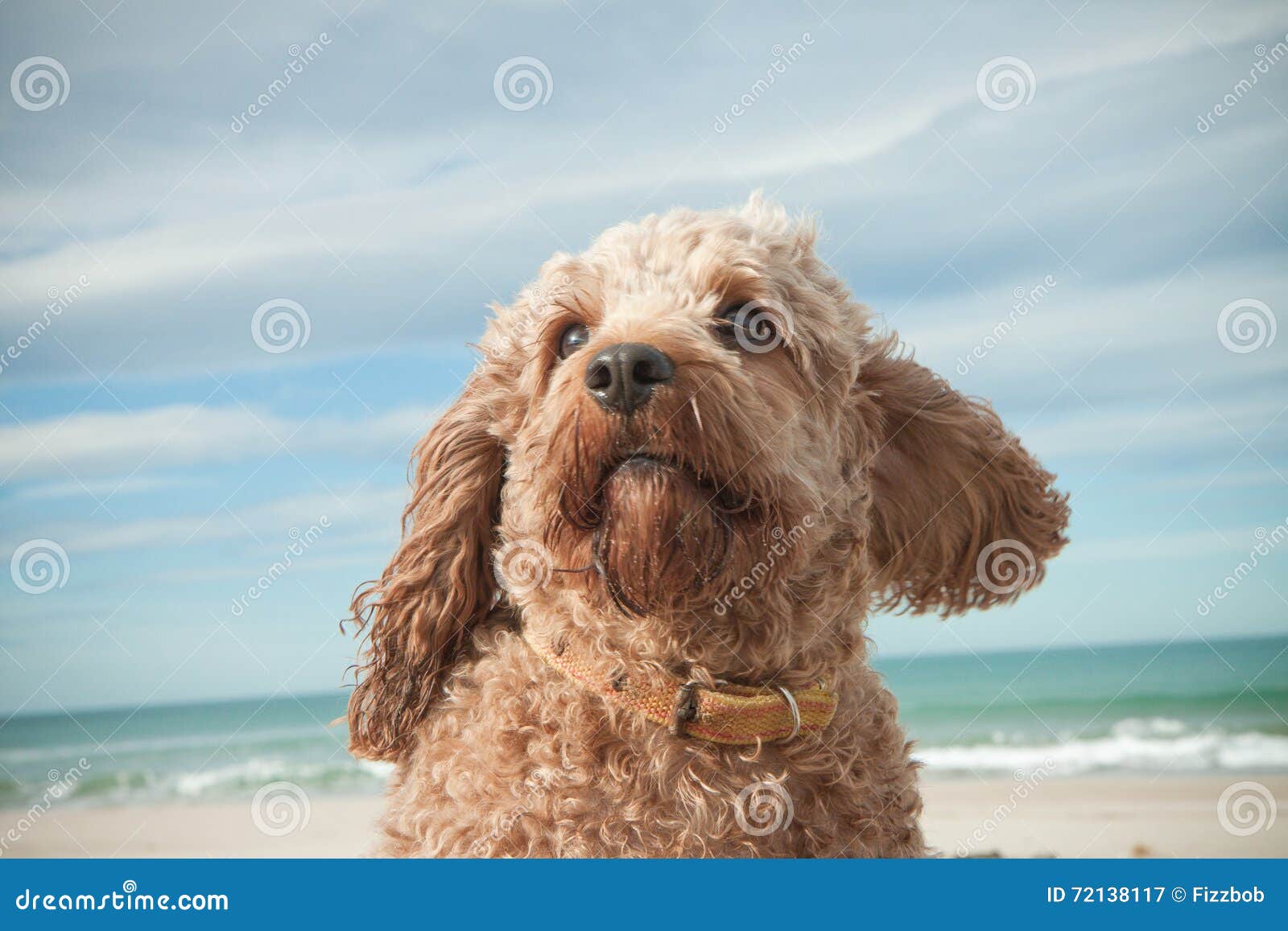 Head And Shoulders Portrait Shot Of Cute Cavalier King Charles Spaniel Crossed With Poodle Dog Stock Image Image Of Companion Eyes 72138117