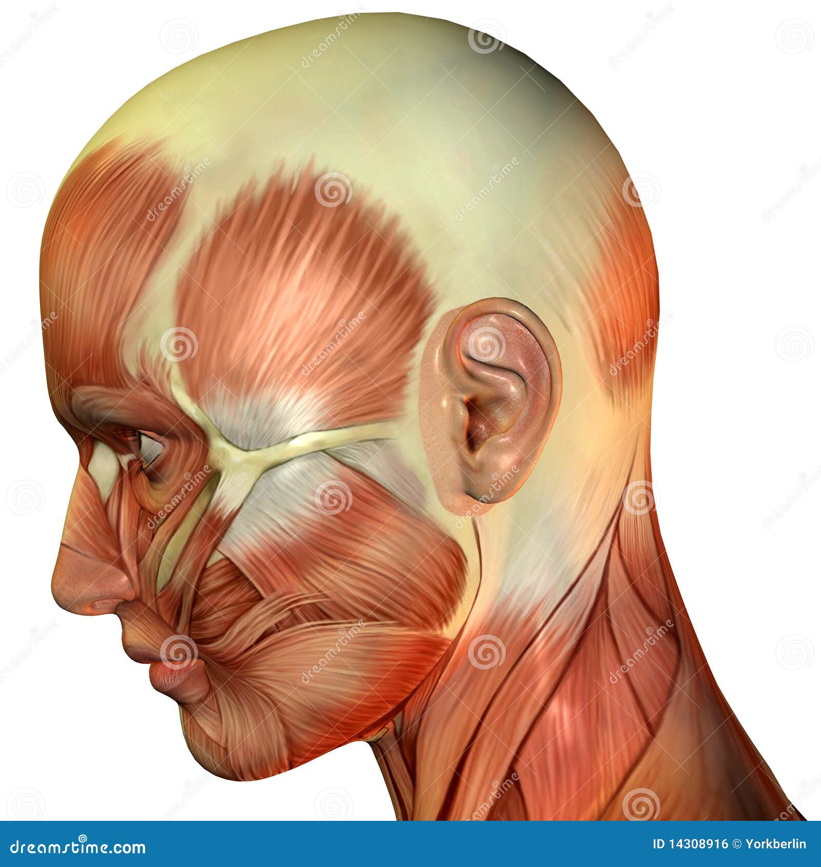 face pdf draw how human to download Head Side Illustration View Of Fibers Stock Muscle