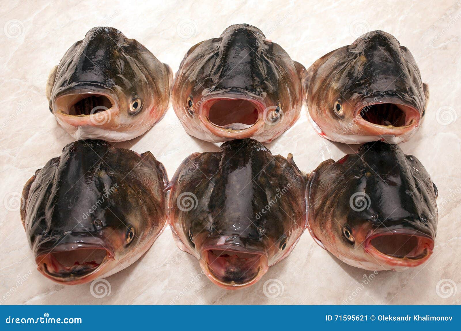 Head silver carp stock image. Image of freshwater, edible 71595621