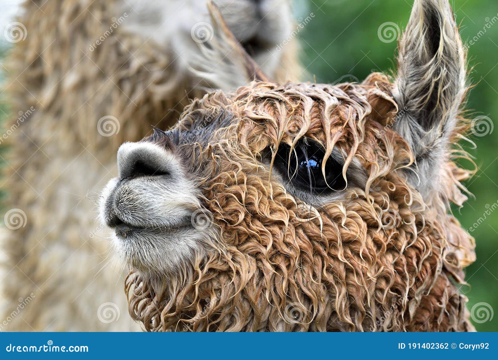The Head of Small Cute Lama Alpaca. Wet Alpaca, Muzzle Detail. Smilling Furry  Animal Stock Photo - Image of happy, animal: 191402362