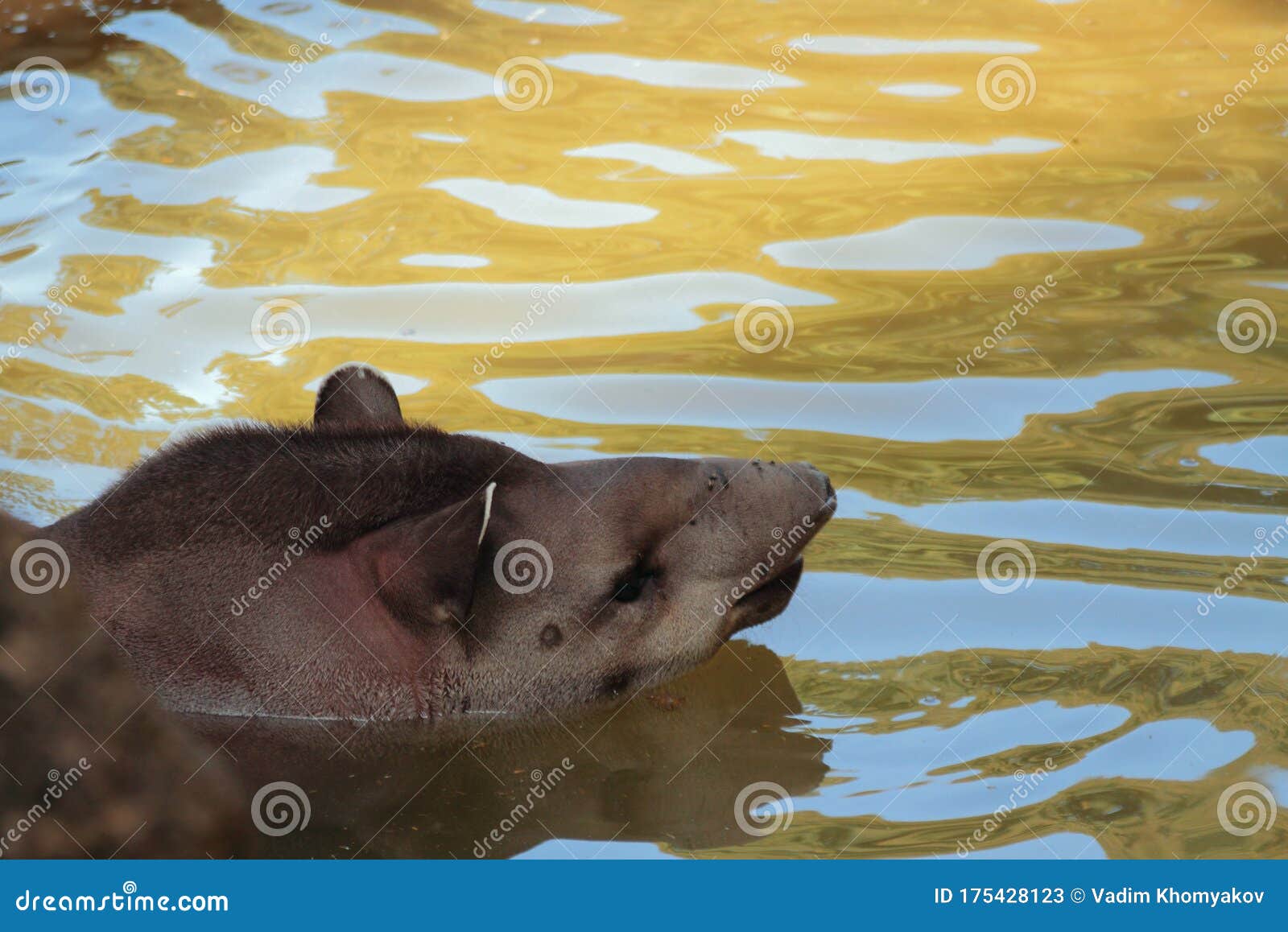 head of south american tapir. rome, italy